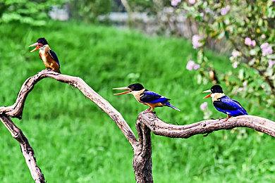 《赛博朋克2077》永久Relic故障BUG：Mod救场！